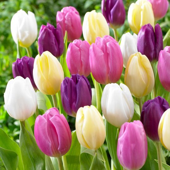 4_tulip_flag_collection