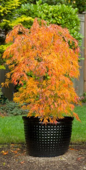 Small Japanese Maple in Pot during Autumn Season