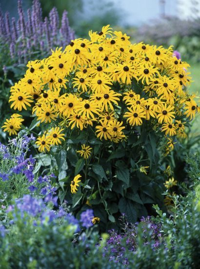 Rudbeckia fulgida Goldsturm