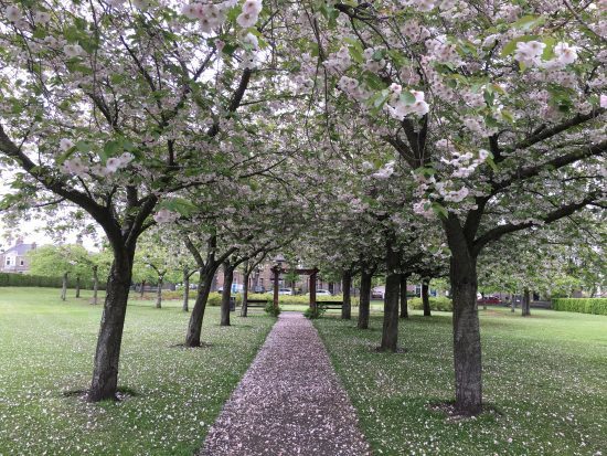 Glorious May blossom - what idea does it prompt?