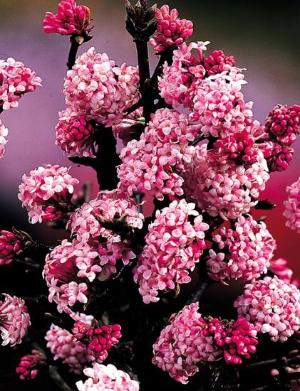 viburnum