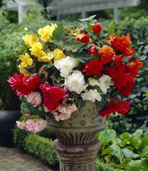 Mixed Cascading Begonias