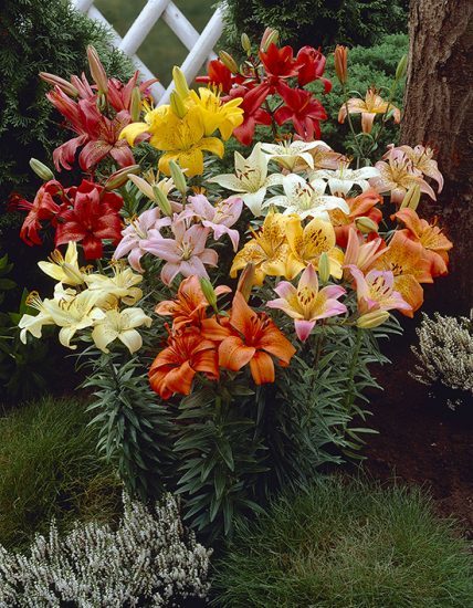 Asiatic Lilies