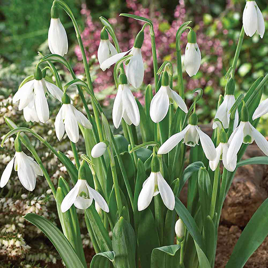 50_giant_snowdrops