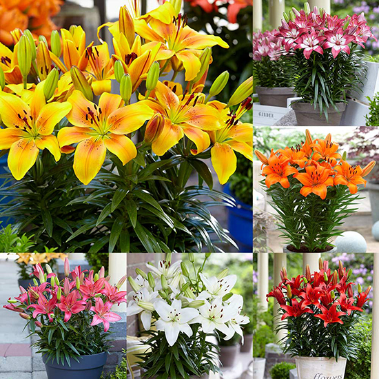Joy Lily Collection