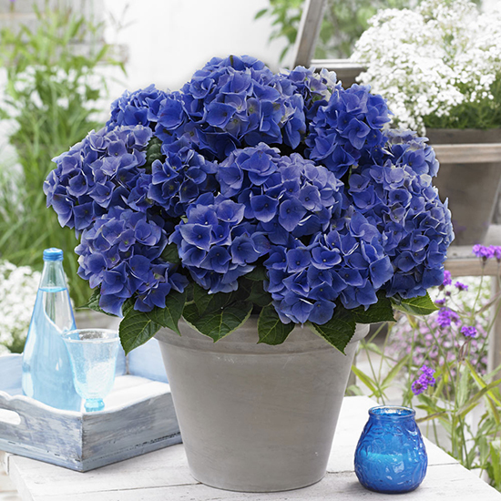 Hydrangea macrophylla Blue Boogiewoogie Â®