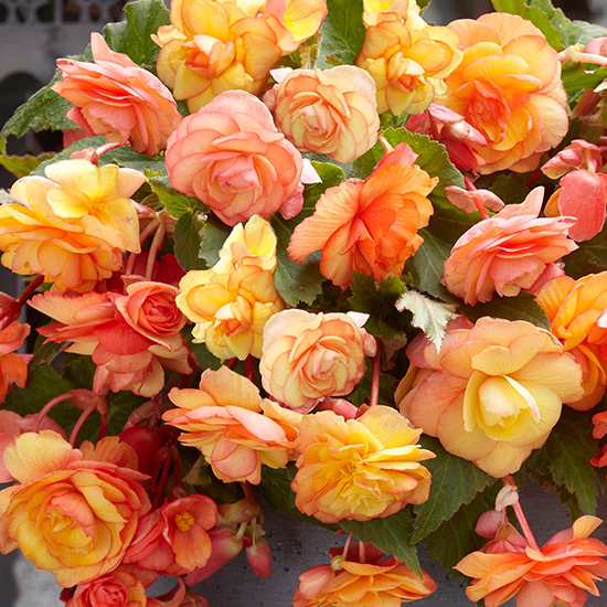 Begonia Apricot Cascades