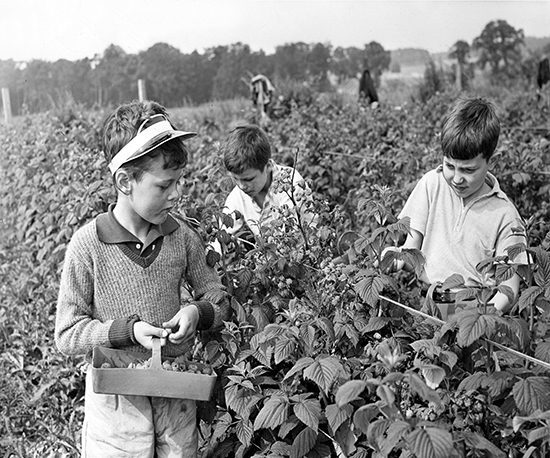 E28 Berry Picking 1963-08-00 00_09 (C)DCT