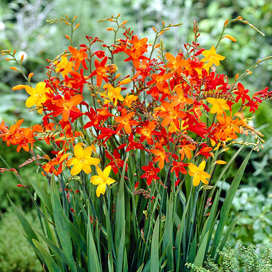 Crocosmia Mixed 1013810