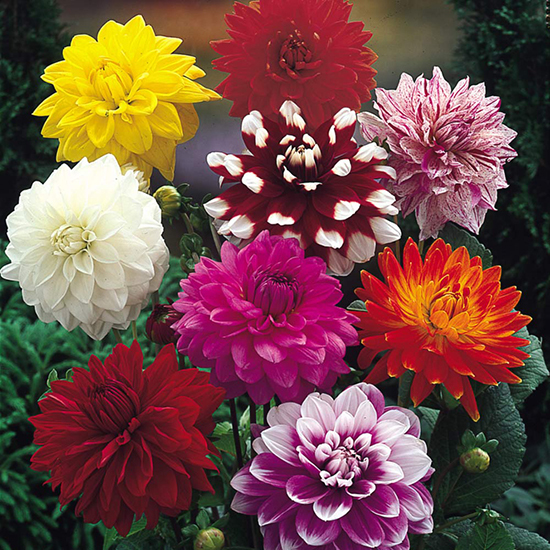 Decorative Dahlia Collection 1010679