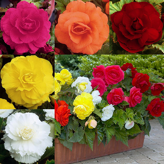 Double Begonia Collection 1013603