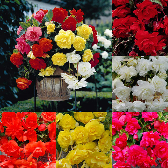 Giant Cascading Begonia Collection 1013611