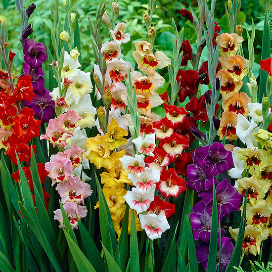 Gladioli Butterfly Mixed 1012193