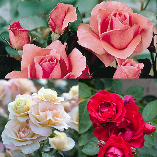 Queen Elizabeth Rose Collection