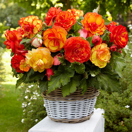 Begonia Picotee Sangria 1013594