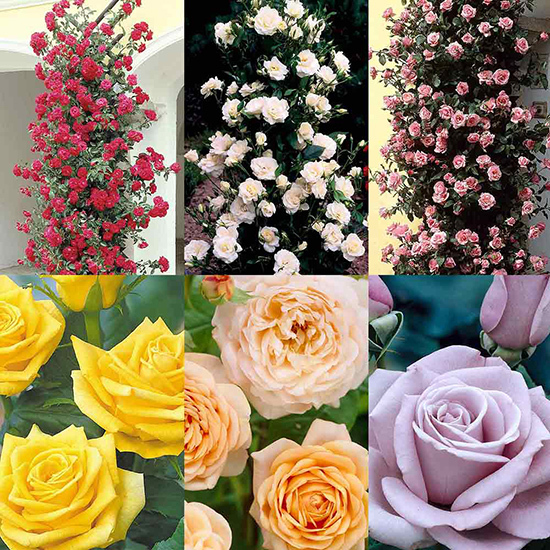 Climbing Rose Collection 1007156