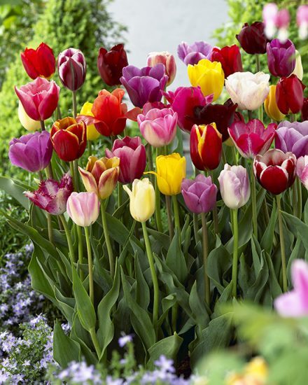 Tulipa mixed