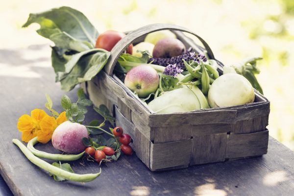 basket with vegetables such as kohlrabi,onion,beans, fruit like apples and pears, on wooden board oudoors in garden, decorated with blooming basil and rose hips
