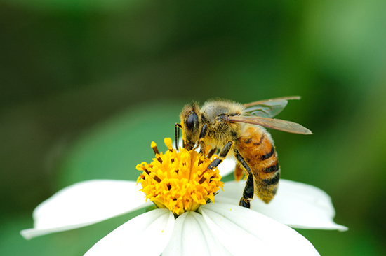 Bee Pollination