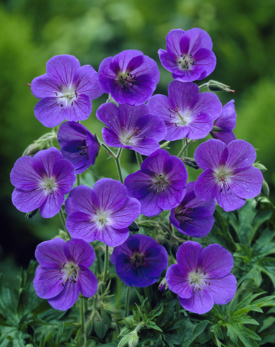 Geranium Johnson's Blue