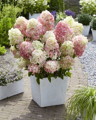 Hydrangea Diamant Rouge