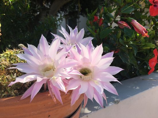 Cactus in flower