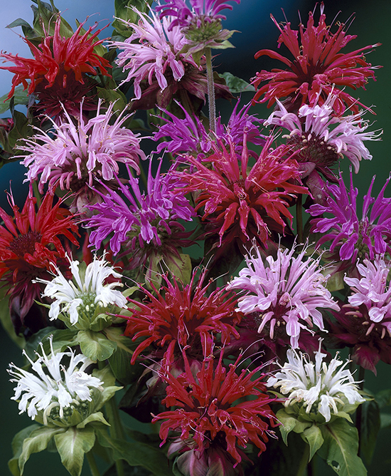 Monarda