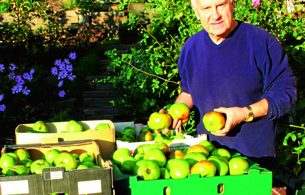 A good crop of Bramleys. John Stoa harvest