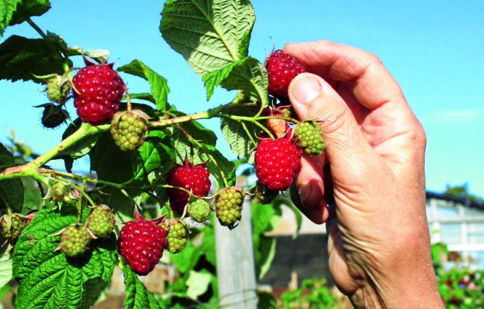 Autumn Bliss rasps in mid September fruits