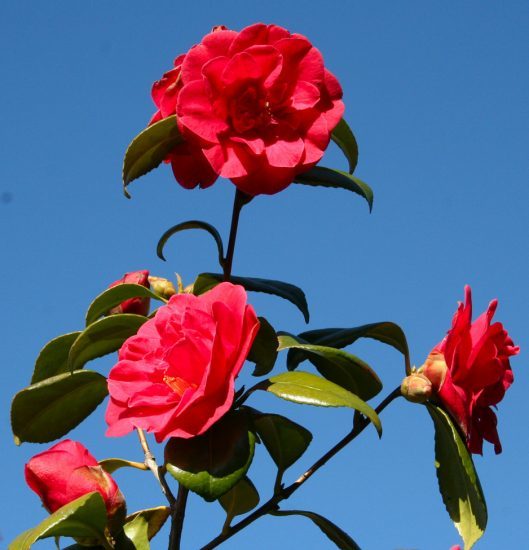 Colour Camelia Adolphe Audusson