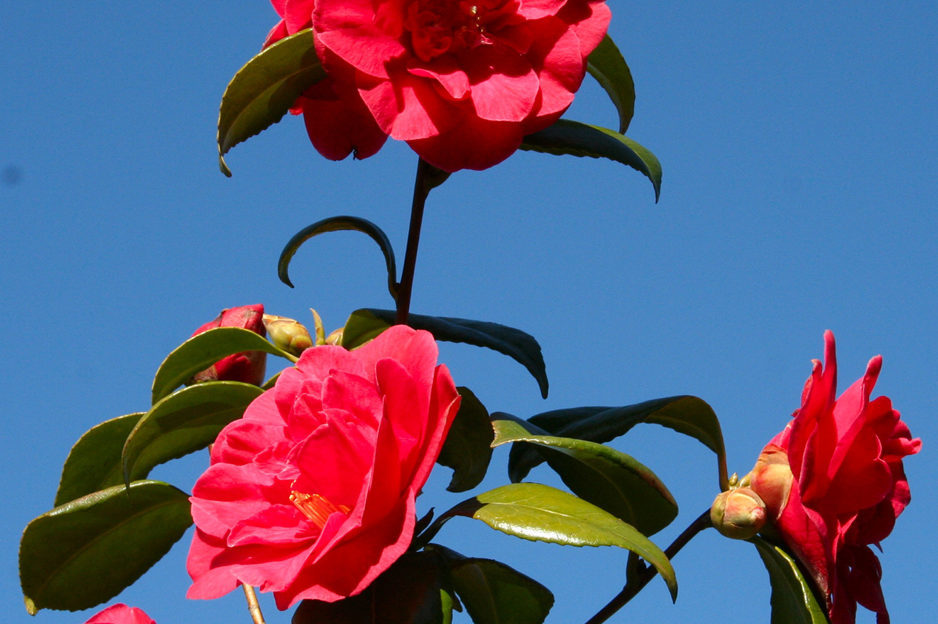 Colour Camelia Adolphe Audusson