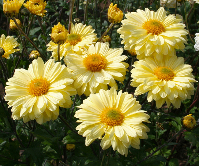 chrysanthemum and disbudding