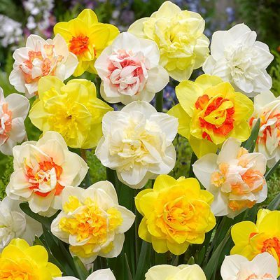Daffodil Double Mixed