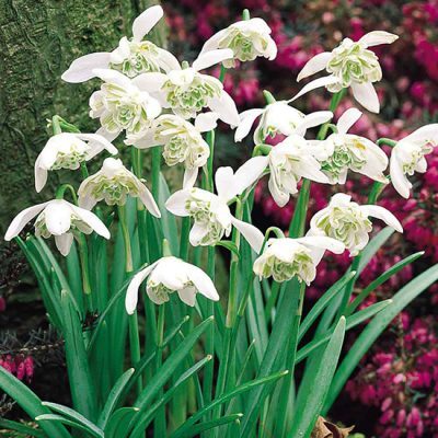 August In The Garden - Double Snowdrops