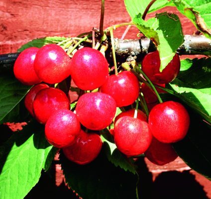 Dwarf cherry Cherokee fruits