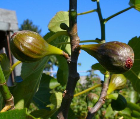 Fig Brown Turkey, changing climate