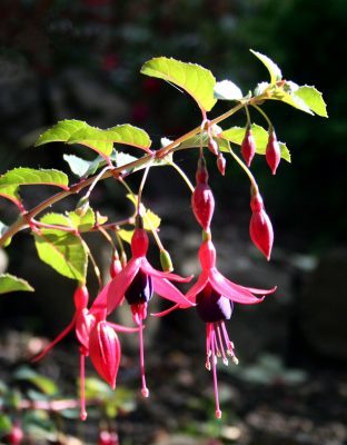 Colour Fuchsia Mrs Popple