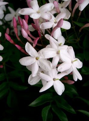 Jasminum polyanthum spain