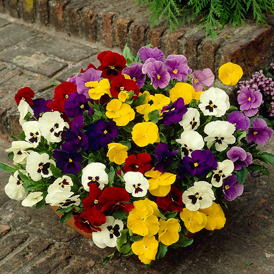 Pansy Select Mixture