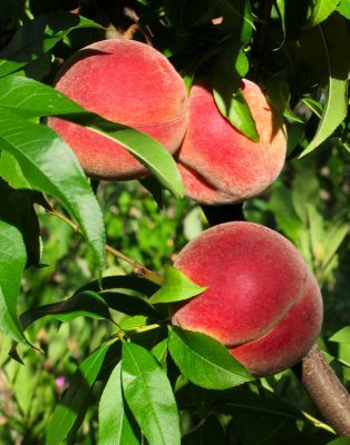 Weather fruit Peach Peregrine outdoors in Dundee