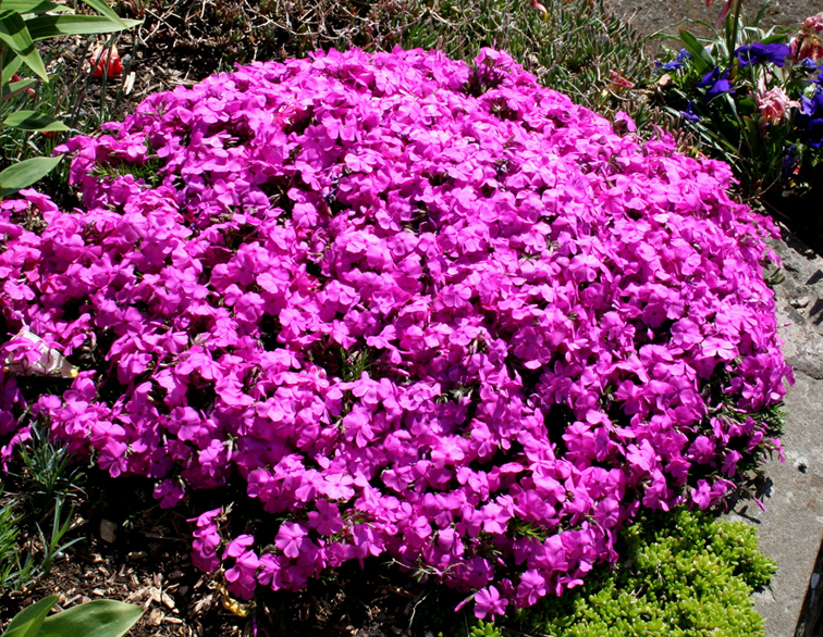 dwarf phlox cuttings