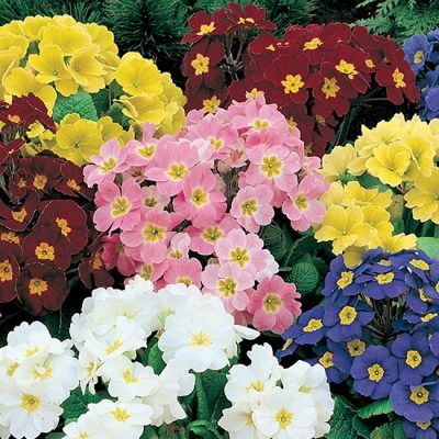 Polyanthus Crescendo Rainbow Mixed