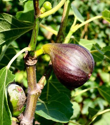 Ripe figs in September. August garden checklist