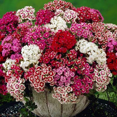 August In The Garden - Sweet William