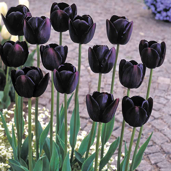 Tulip Queen of Night