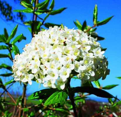 Flowers: Viburnum carlecephalum