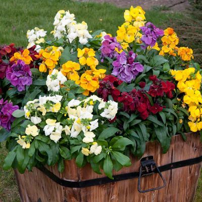 August In The Garden - Wallflower Sugar Rush