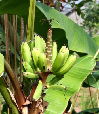 Young bananas Spain