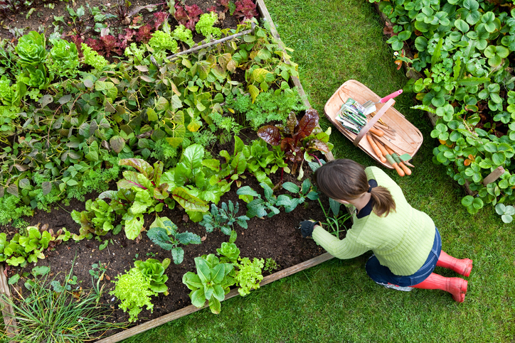 garden pests