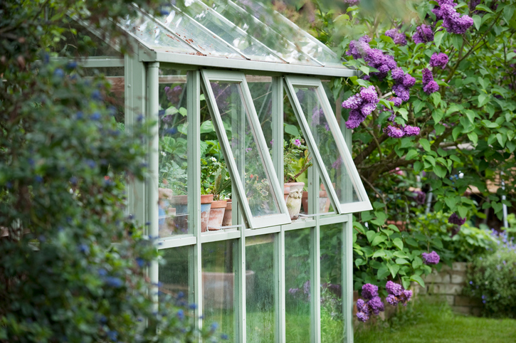 Greenhouse in back garden with open windows for ventilation. Autumn checklist